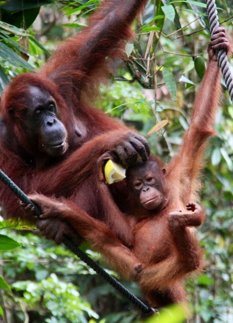 1.1328458542.1-oranghutans
