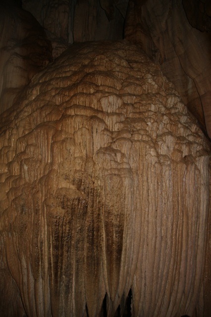 1.1328989465.jellyfish