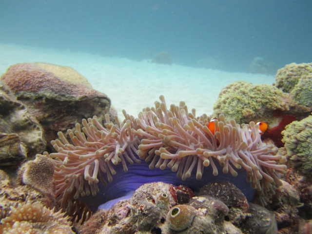 1.1329475262.clown-fish