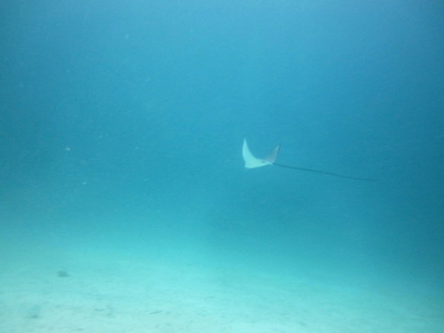 1.1329560356.eagle-ray