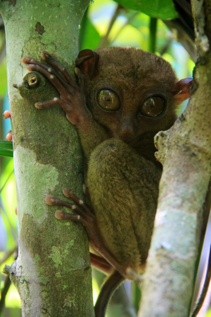 1.1337472000.tarsier