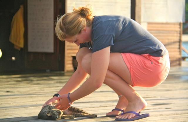 1.1342697101.playing-with-too-many-cats