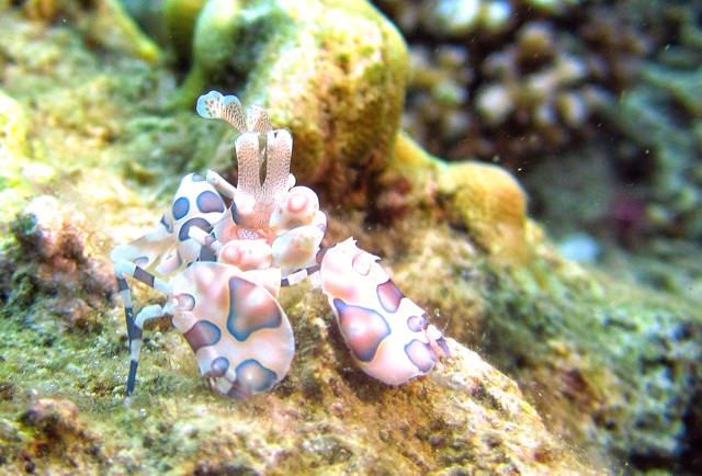 1.1359146789.harlequin-shrimp
