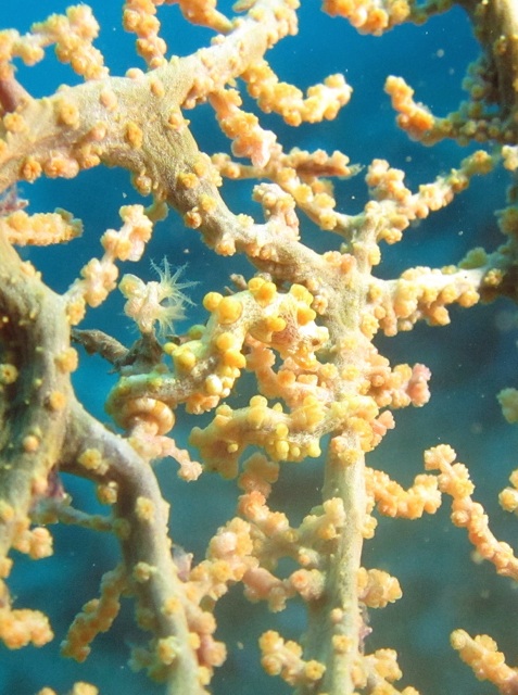 1.1359146789.yellow-bargibanti