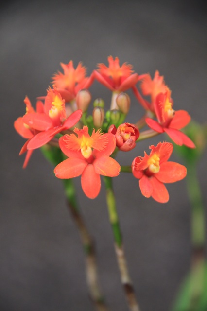 1.1359763260.orchids