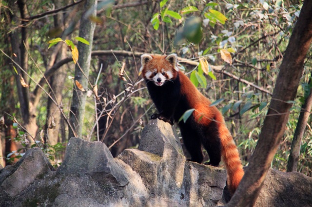 1.1362814429.red-panda