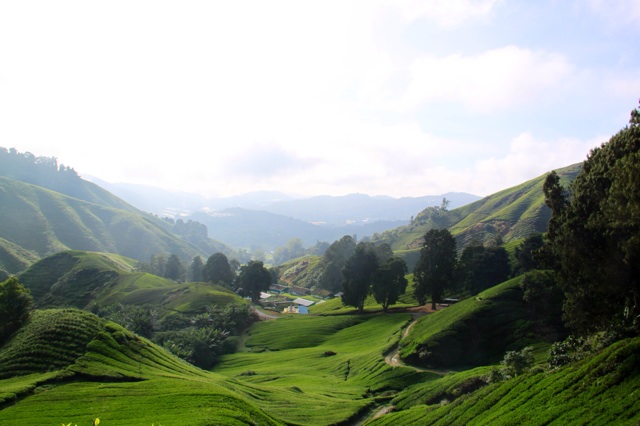 1.1364688000.boh-plantation---sungai-palas