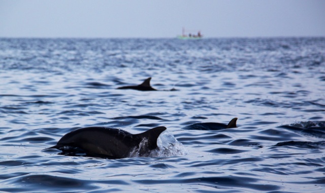 1.1365292800.dolphins