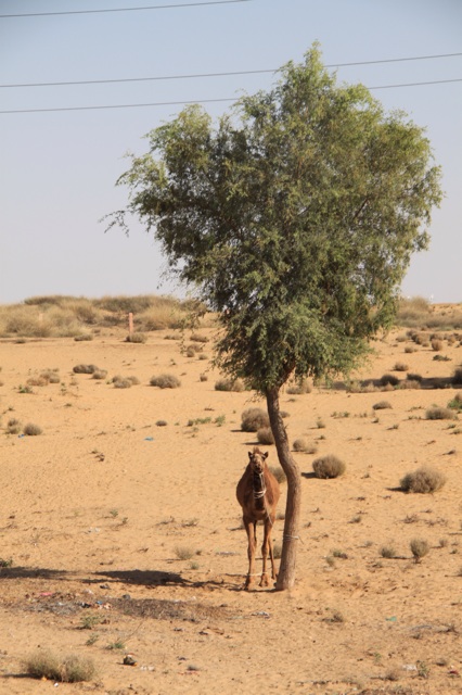 1.1366156800.hanging-in-the-desert