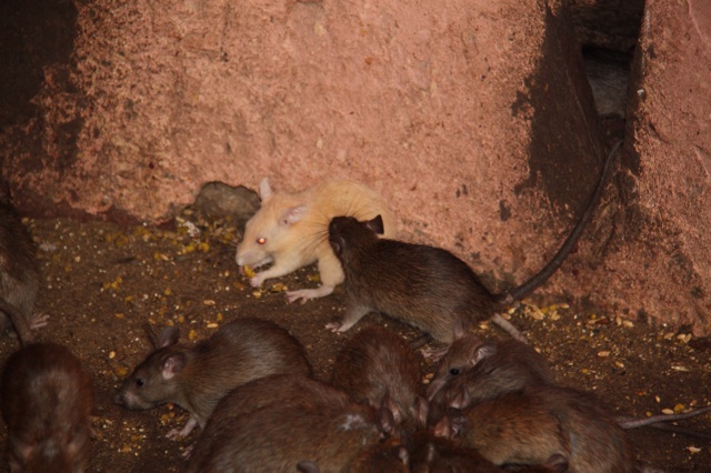 1.1366265142.there-s-a-white-one