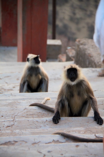 1.1366801948.langurs