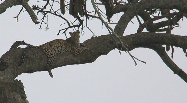 1.1325773735.cheetah