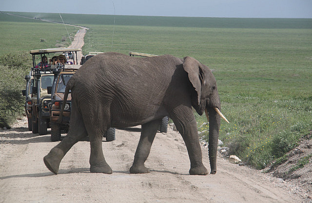 1.1325773735.elephant-crossing