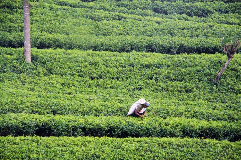 2.1383881611.1-tea-picking