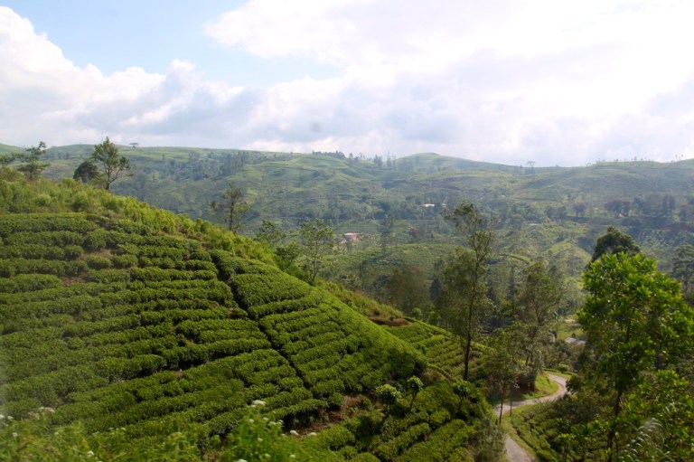 2.1383881611.train-scenery---tea-plants