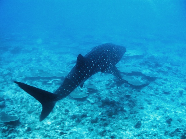 2.1384819200.that-would-be-a-whaleshark