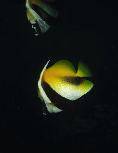 2.1384905600.bannerfish