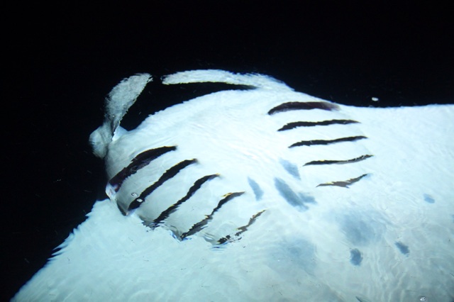 2.1384905600.feeding-manta