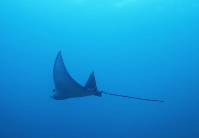 2.1385078400.eagle-ray