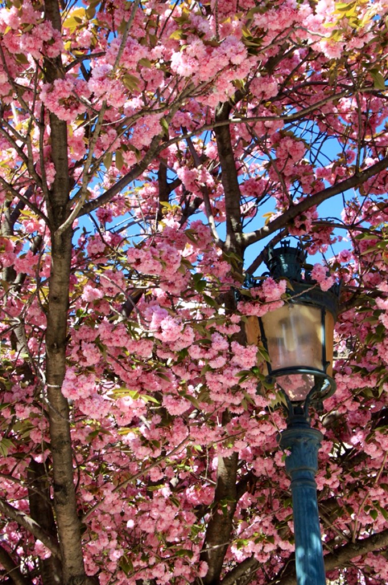 3.1393757015.pretty-blossoms