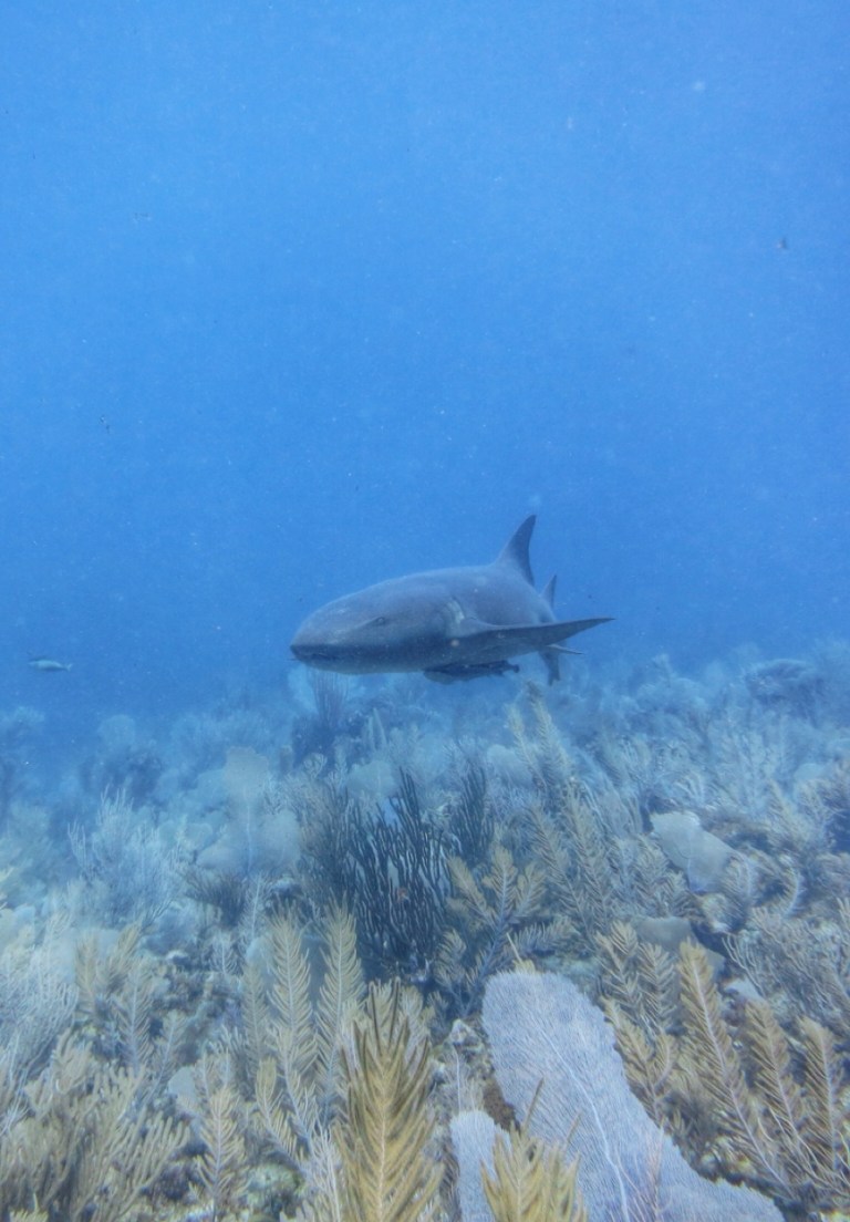 3.1397520000.1-nurse-shark