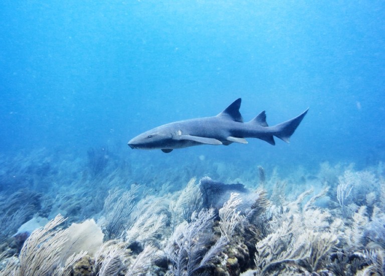 3.1397520000.nurse-shark