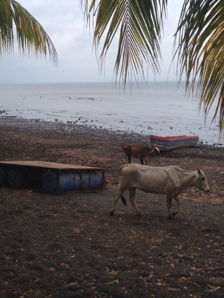 3.1398570952.cows-on-the-beach