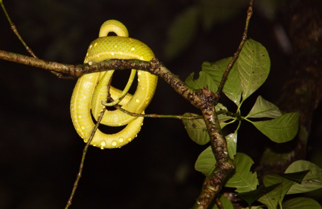 3.1398722756.pit-viper