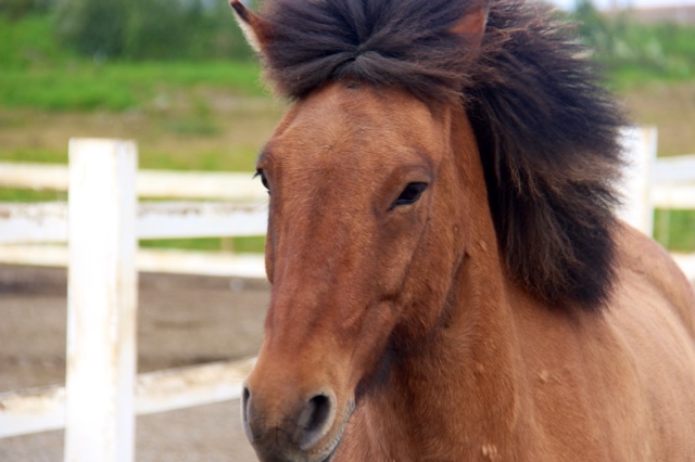 3.1409184000.icelandic-horse