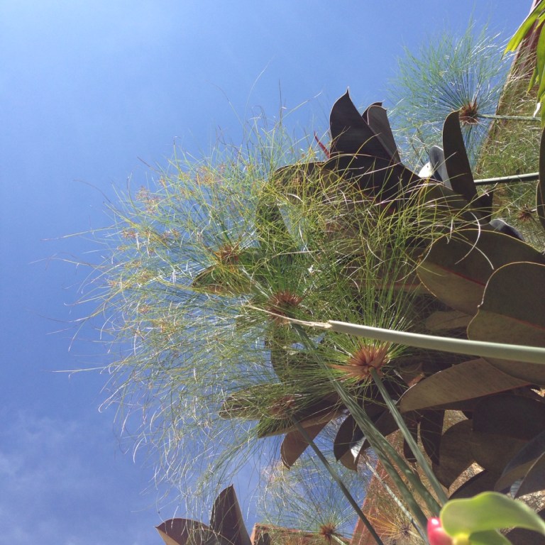 3.1414275105.enjoying-tropical-gardens