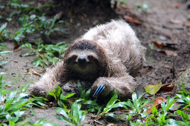 3.1415318722.baby-sloth