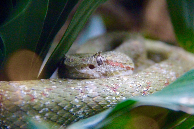 3.1415318722.eyelash-pit-viper