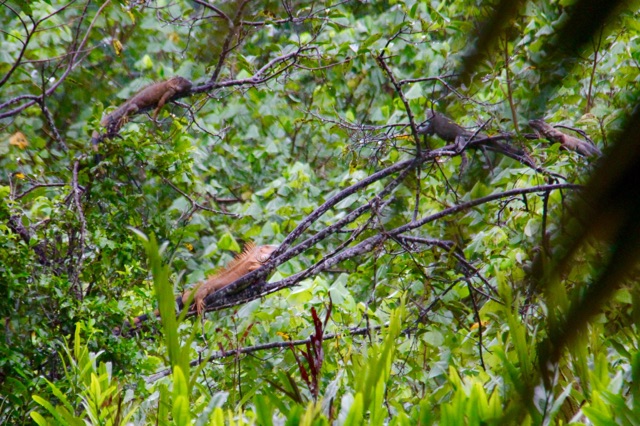 3.1415318722.iguanas-in-the-tree