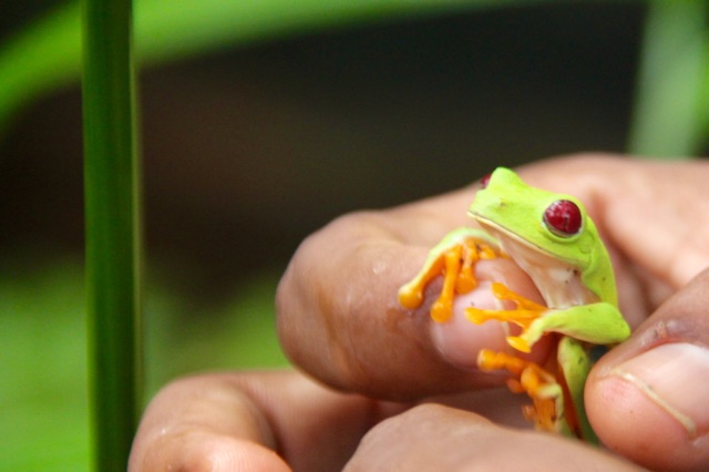 3.1415318722.red-eyed-tree-frog