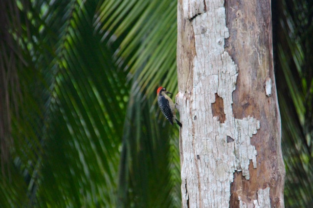 3.1415318722.woodpecker