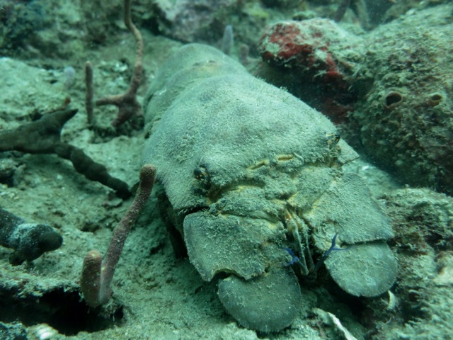 3.1415491200.slipper-lobster