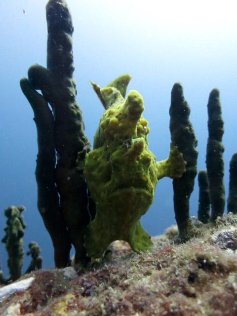 3.1415750400.frogfish