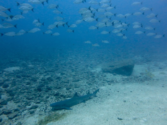 3.1415750400.love-this-place