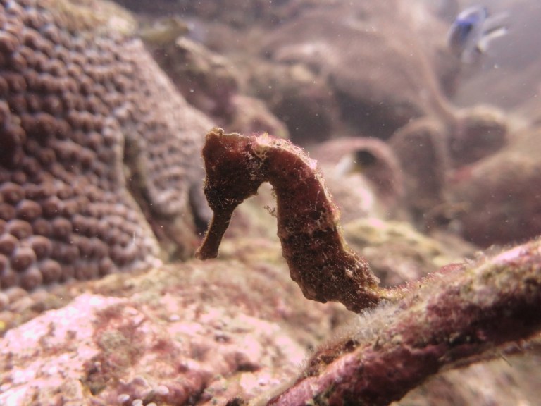 3.1416528000.seahorse