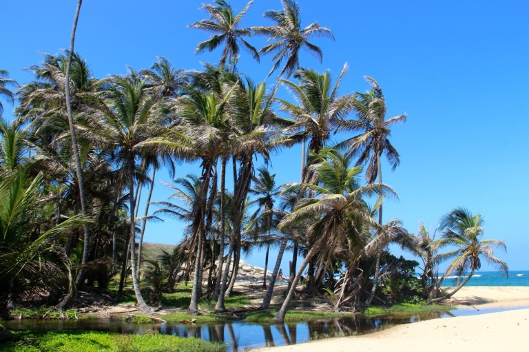 3.1416528870.tropical-paradise