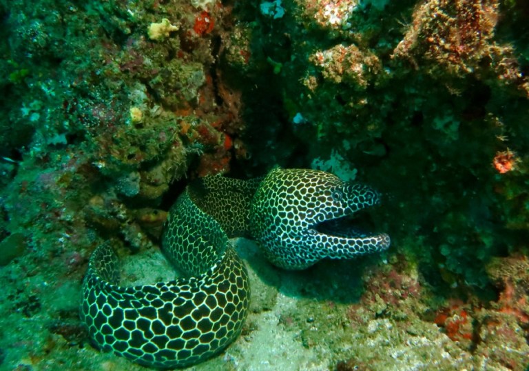 4.1447459200.honeycomb-moray
