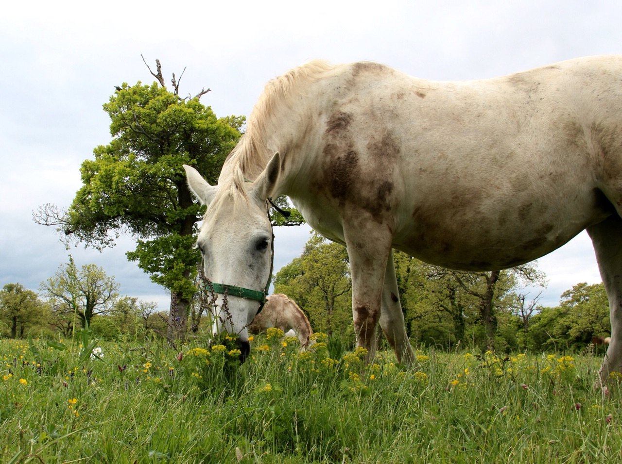 5.1462060800.white-horses