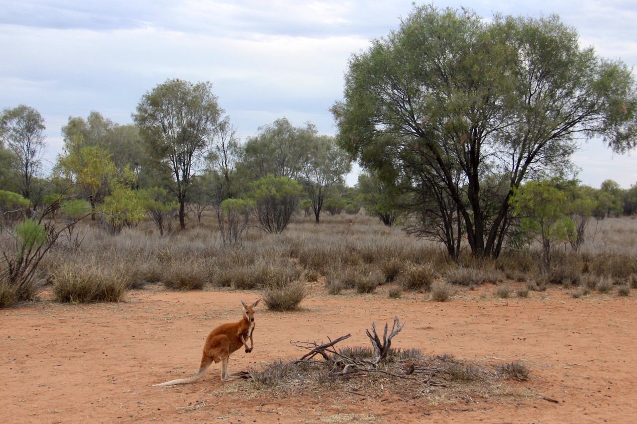 5.1478663095.kangaroos