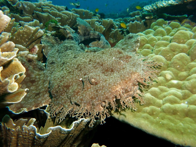 5.1478736000.wobbegong