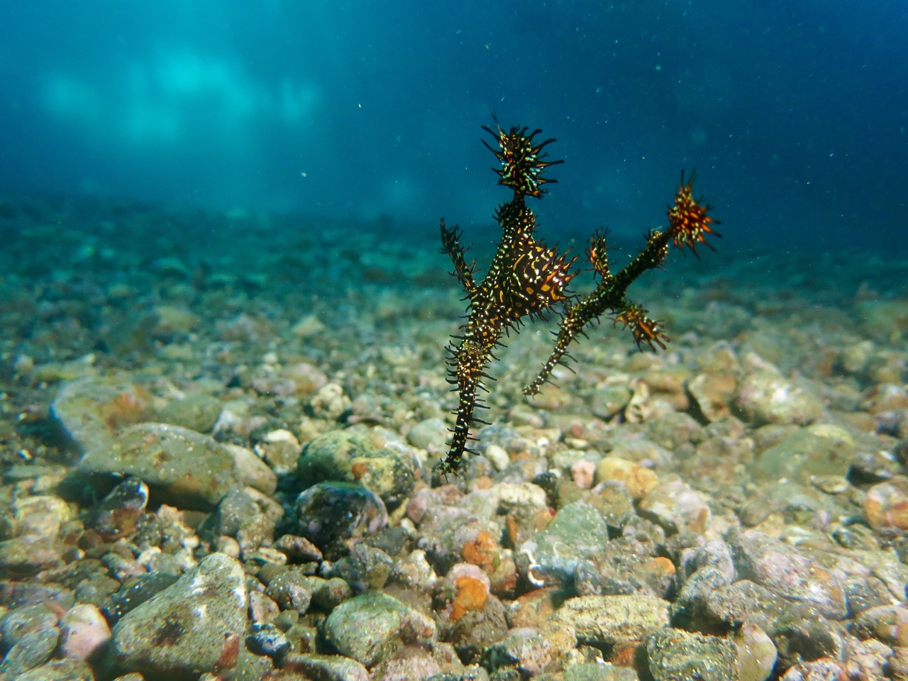 5.1479254400.ghost-pipefish