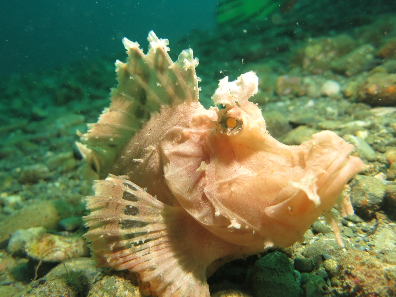 5.1479254400.rhinopia