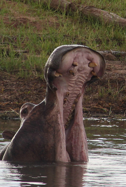 1.1327005298.1-hippo