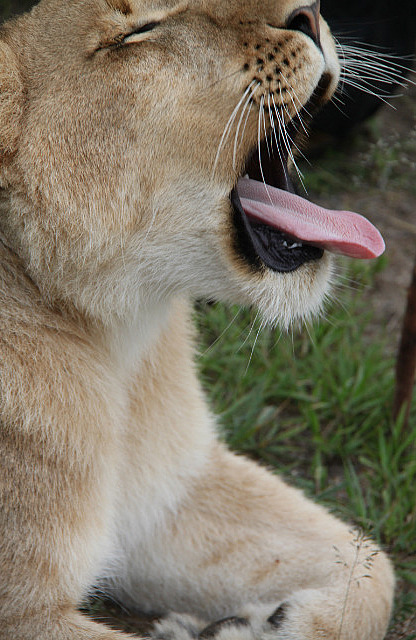 1.1327138348.1-lions